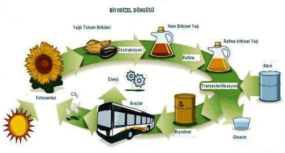 What is Biodiesel? Biofuels