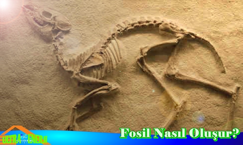 Fosil Nedir ve Nasıl Oluşur? Yenilenebilir Enerji Kaynakları